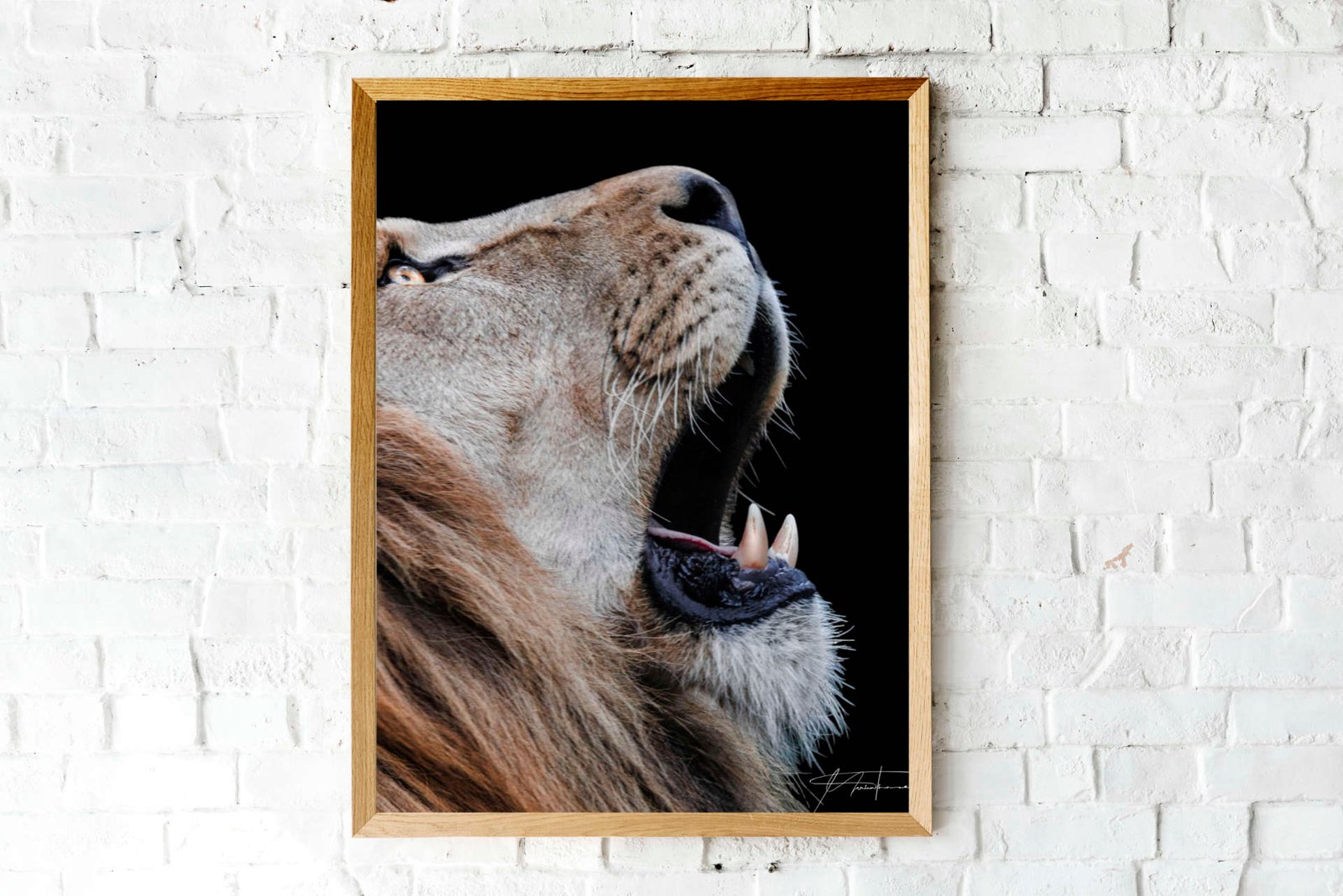 un tirage photo mural avec un lion 