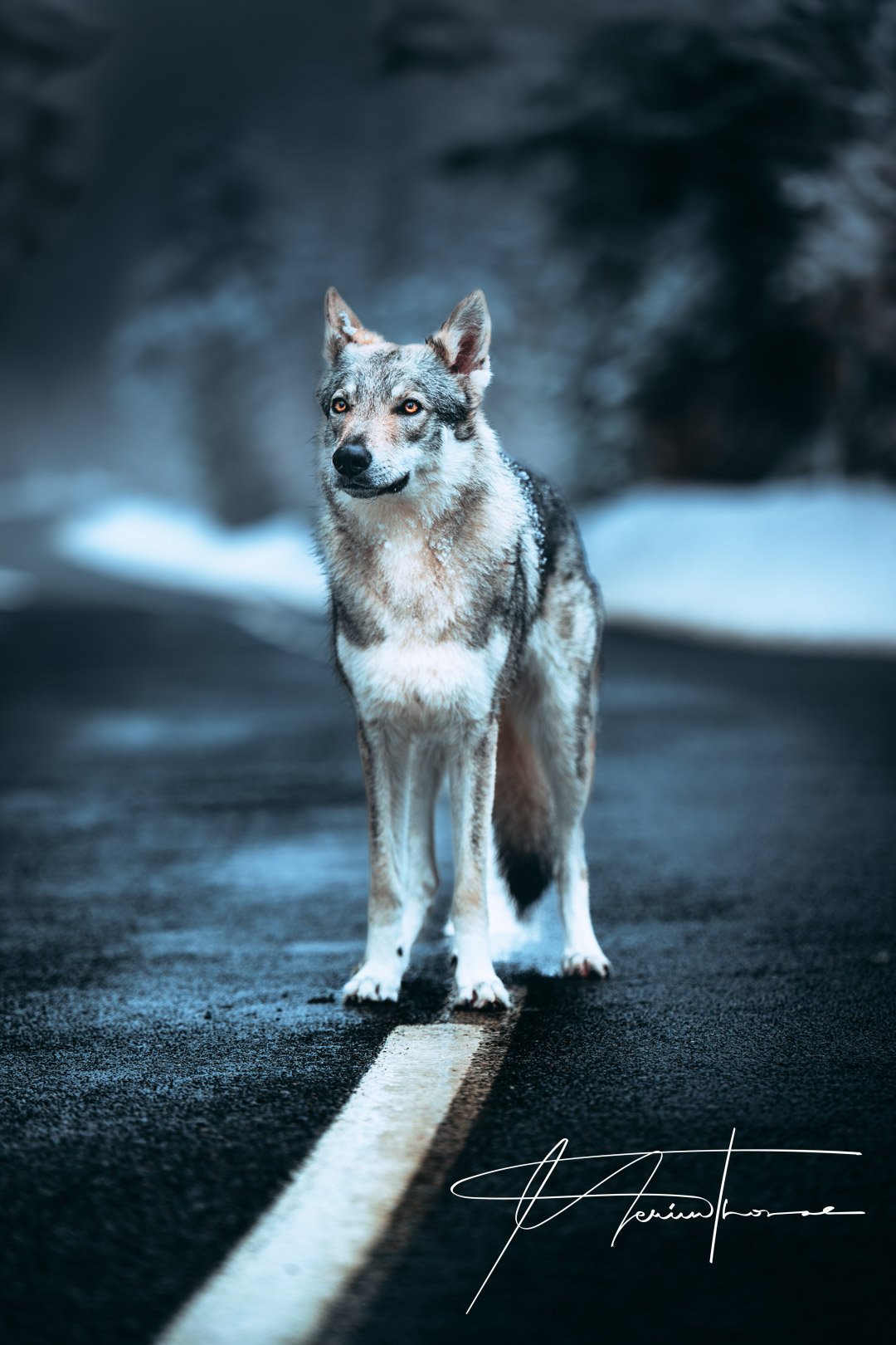 un chien loup se balade sur une route de montagne.