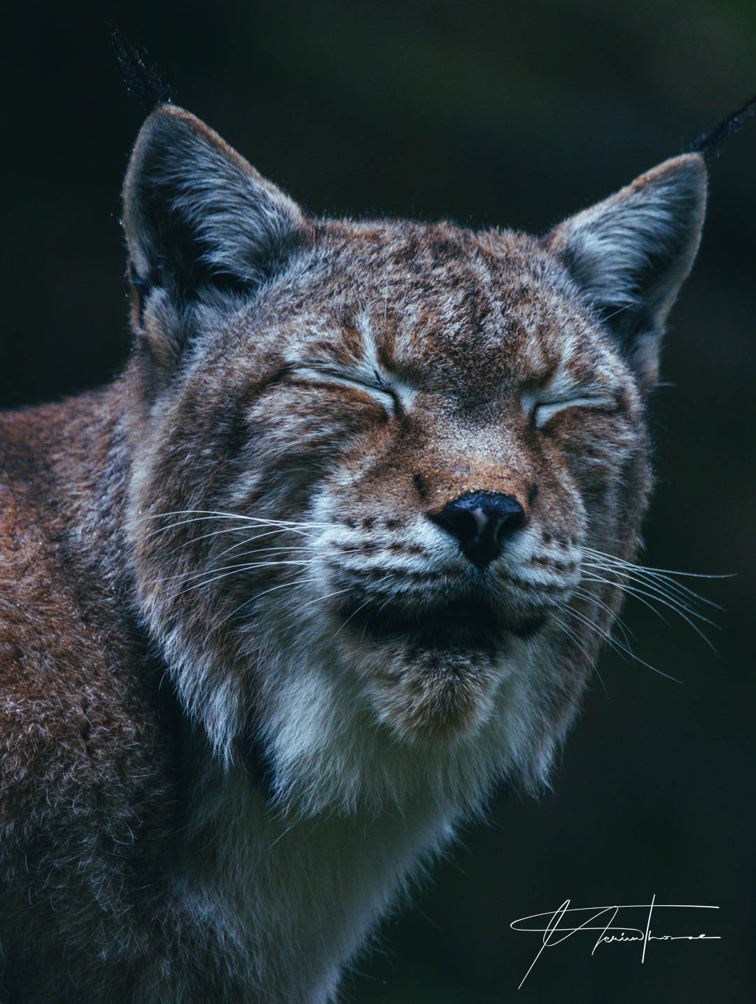 un chat s'endort paisiblement dans son panier.