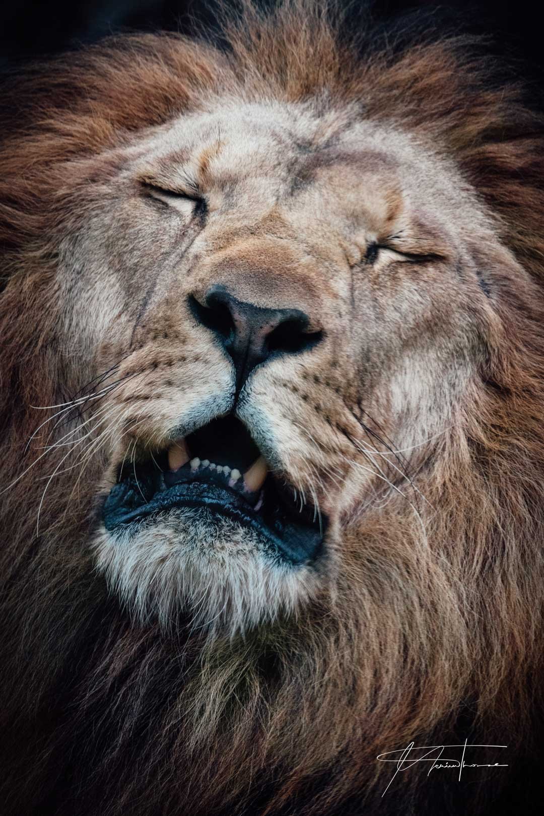 un cheval apprend le galot.