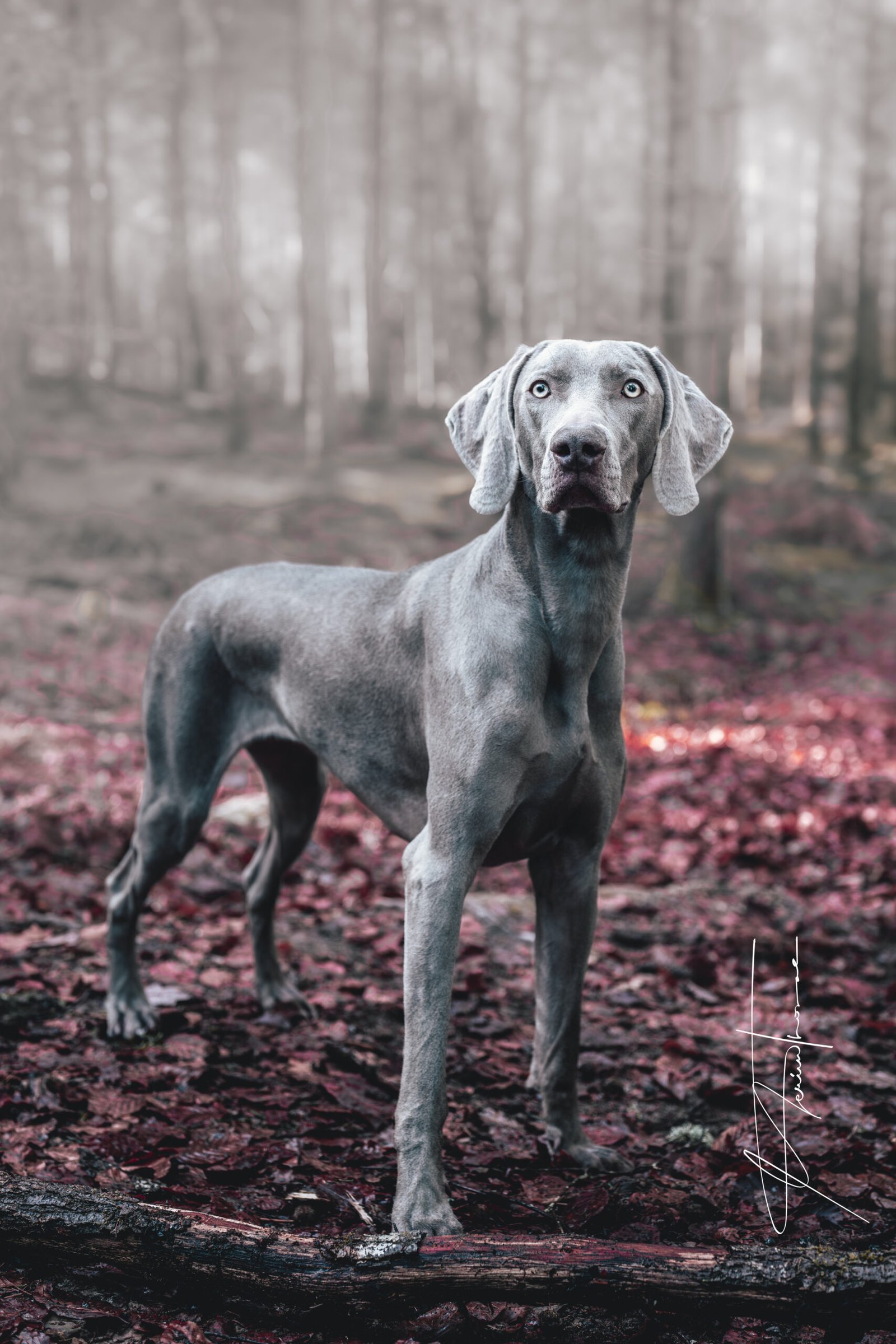 un braque allemand joue dans une cours d'école.