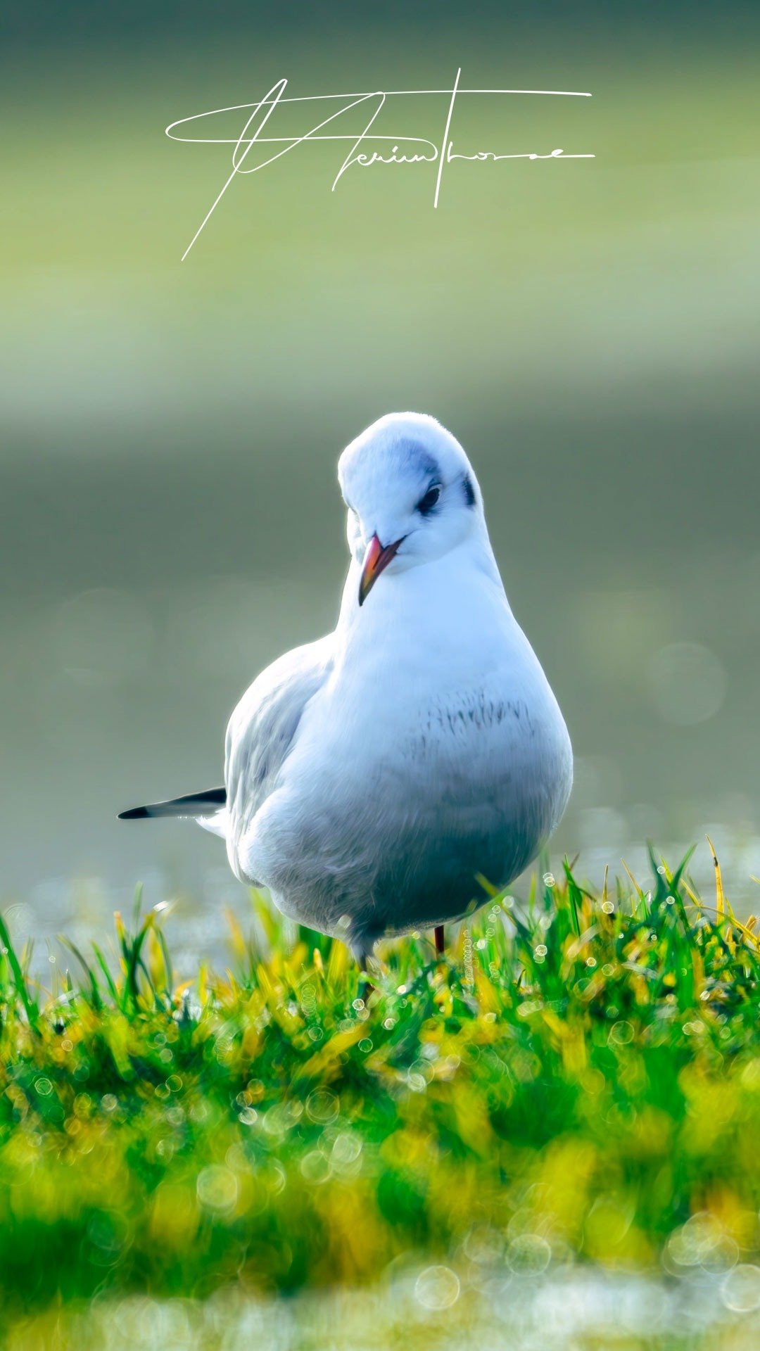 un chat bondi après avoir vu un poisson.