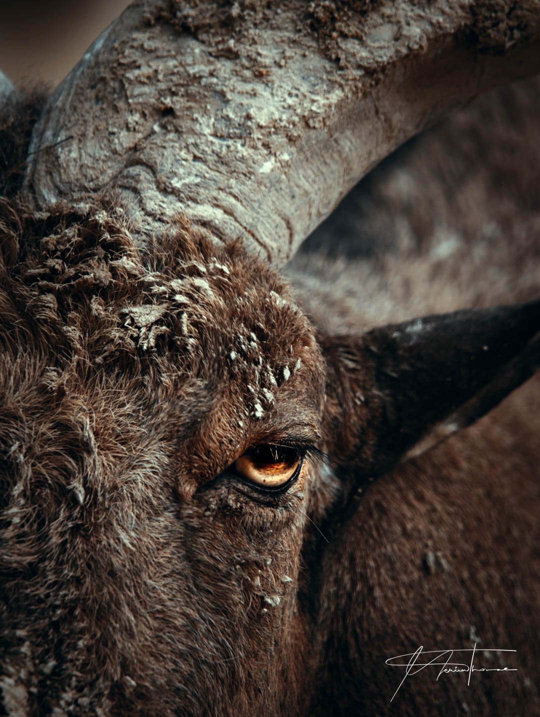 un cheval se roule par terre dans son étable