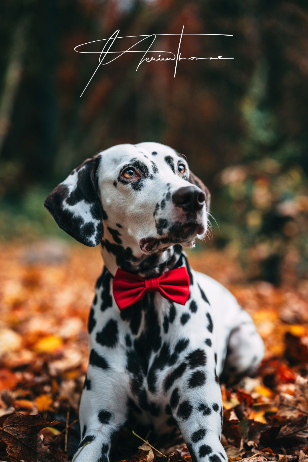 Un dalmatien joue avec des feuilles mortes