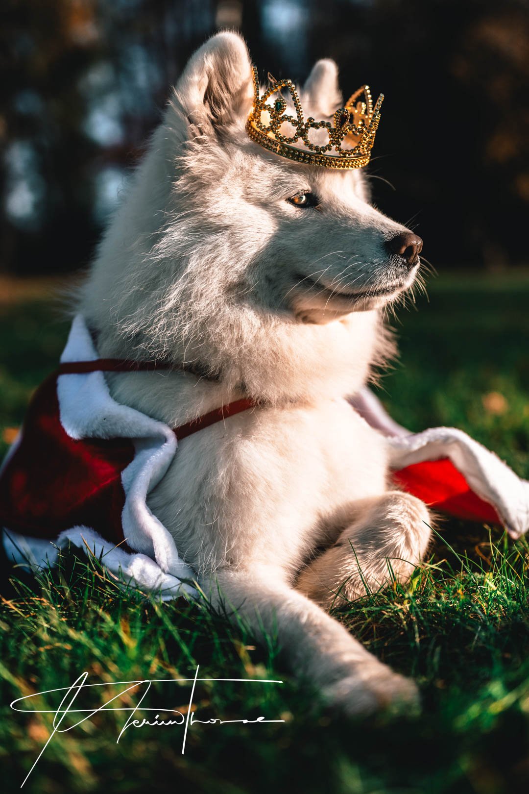 Photographe Professionnel PETS Annecy & Genève