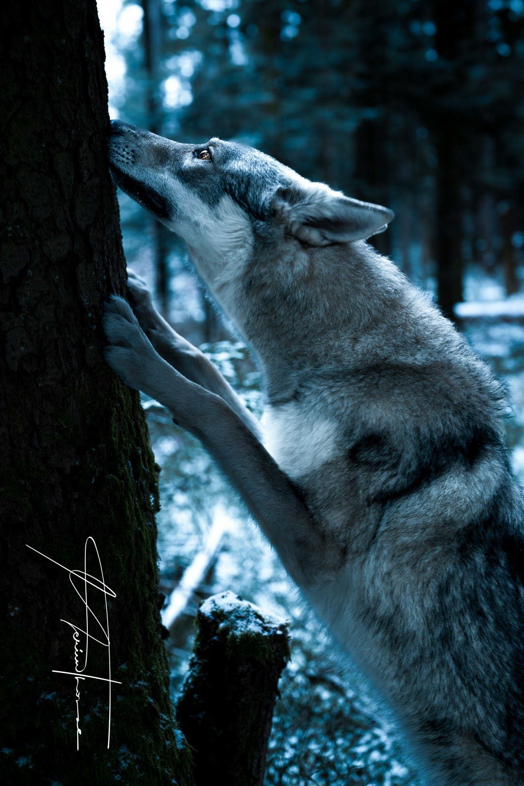 une promenade au bord du lac avec mon chien