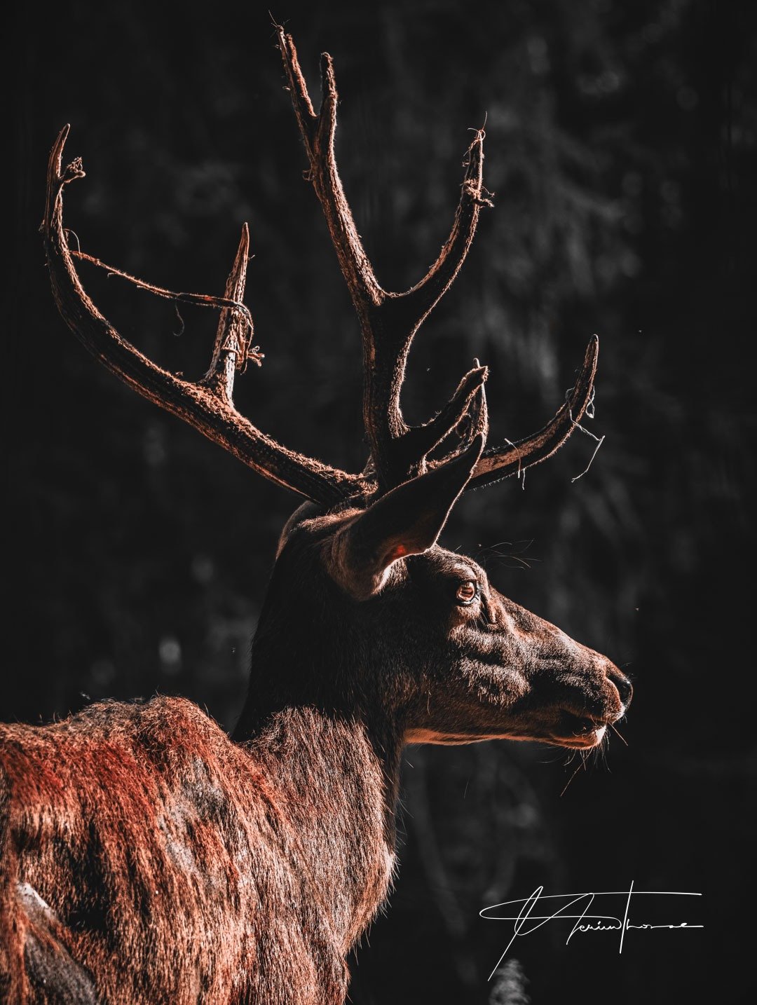 un sacré de Birmanie s'endort sur la terrasse.