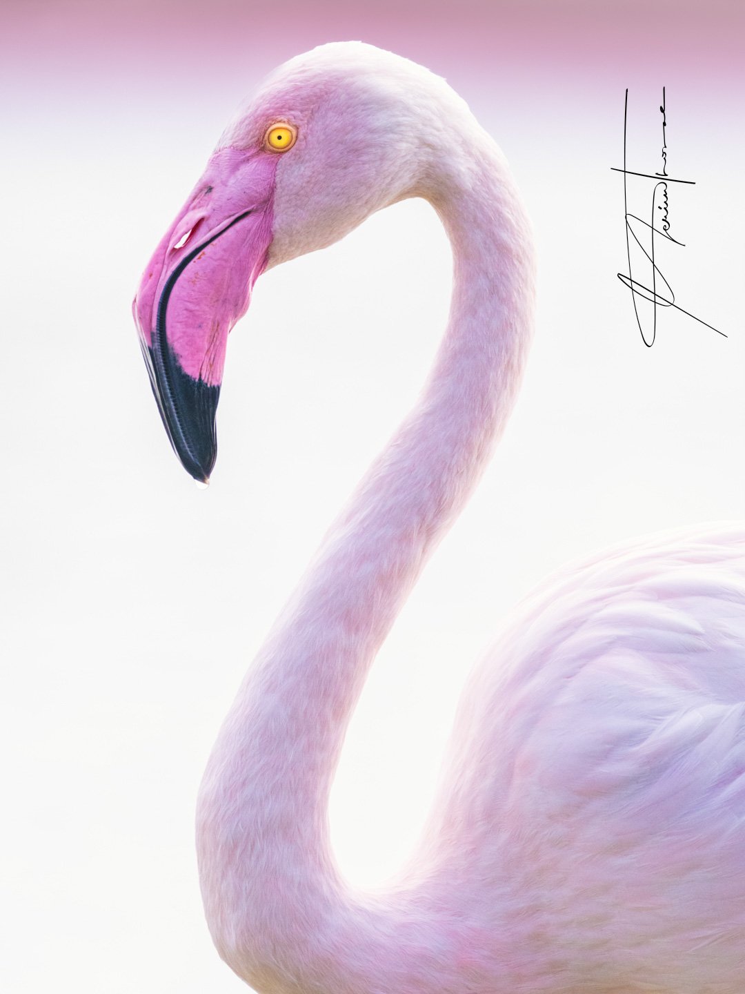 un vent doux de Camargue