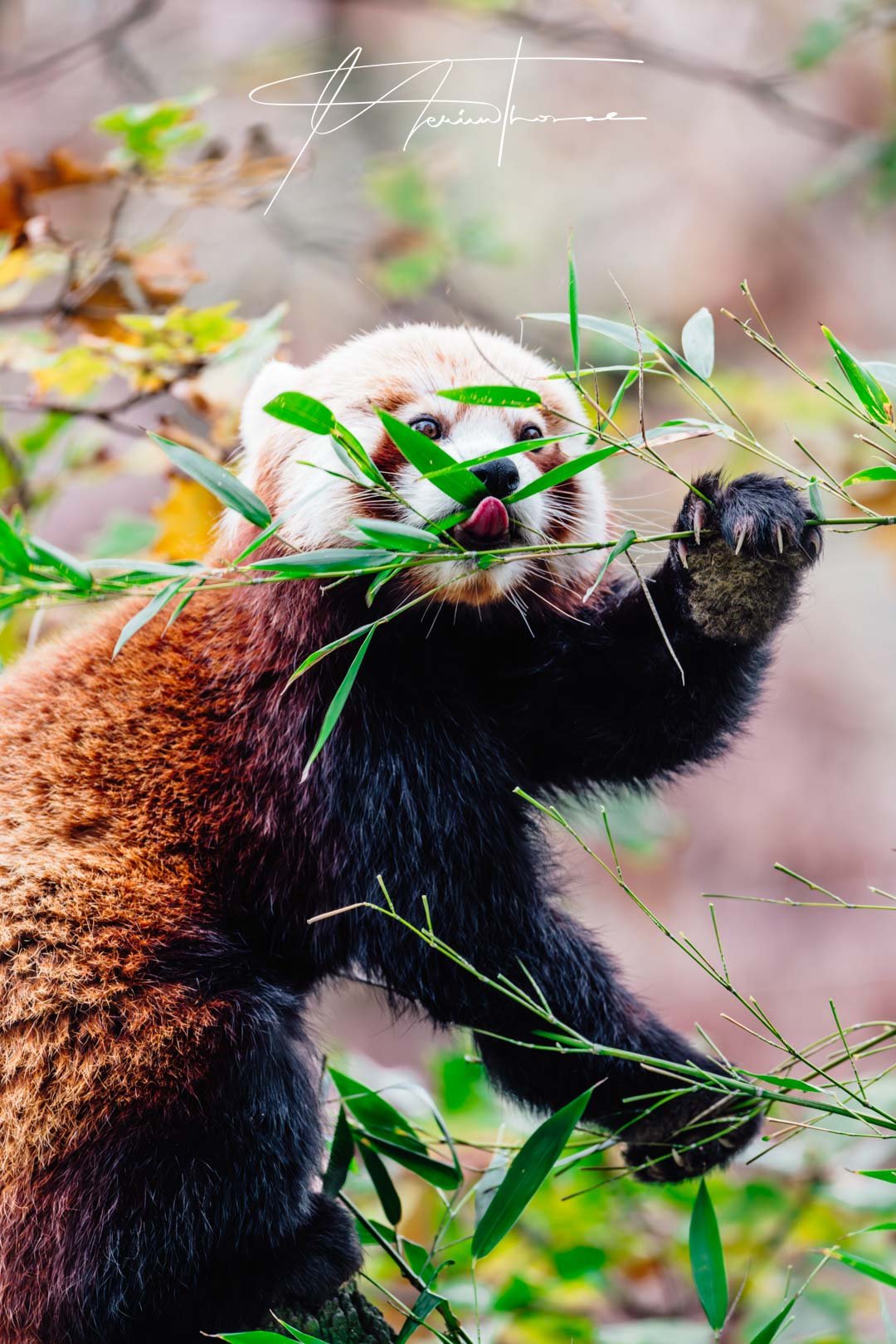 un chien de chasse poursuit une biche dans les bois.