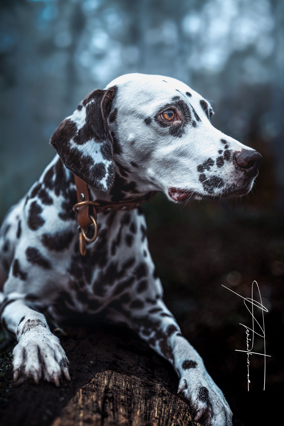 un dalmatien gratte la terre du jardin