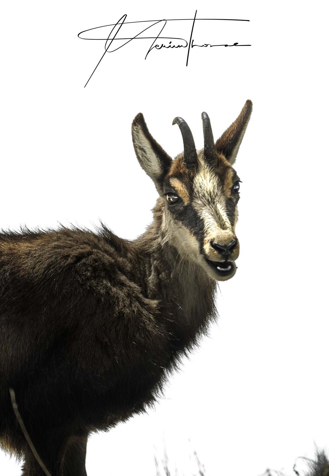 un chamois descente la montagne