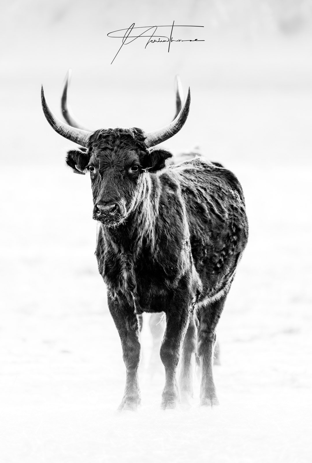 un chat mange ses croquettes préférées.