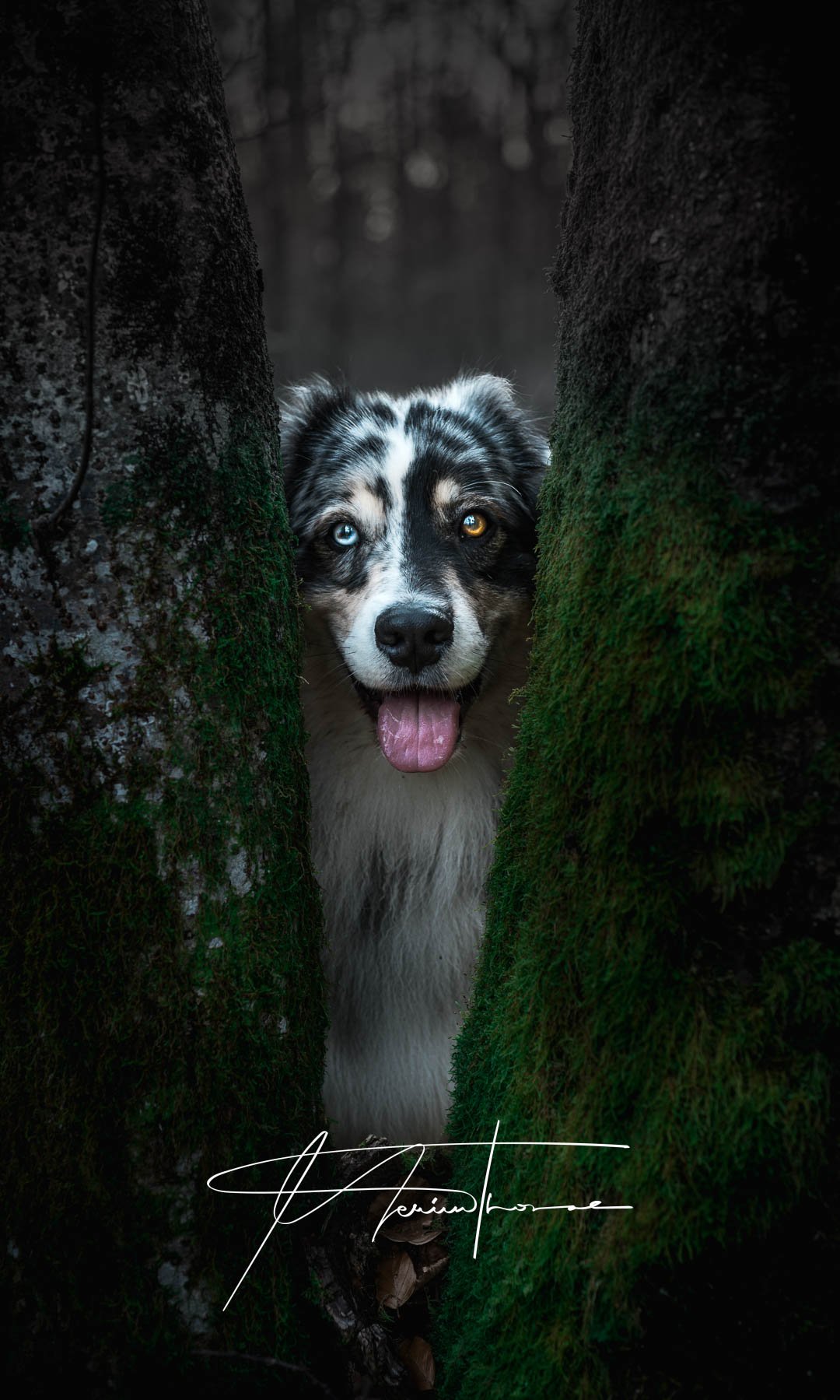 un berger australien se cache derrière un arbre