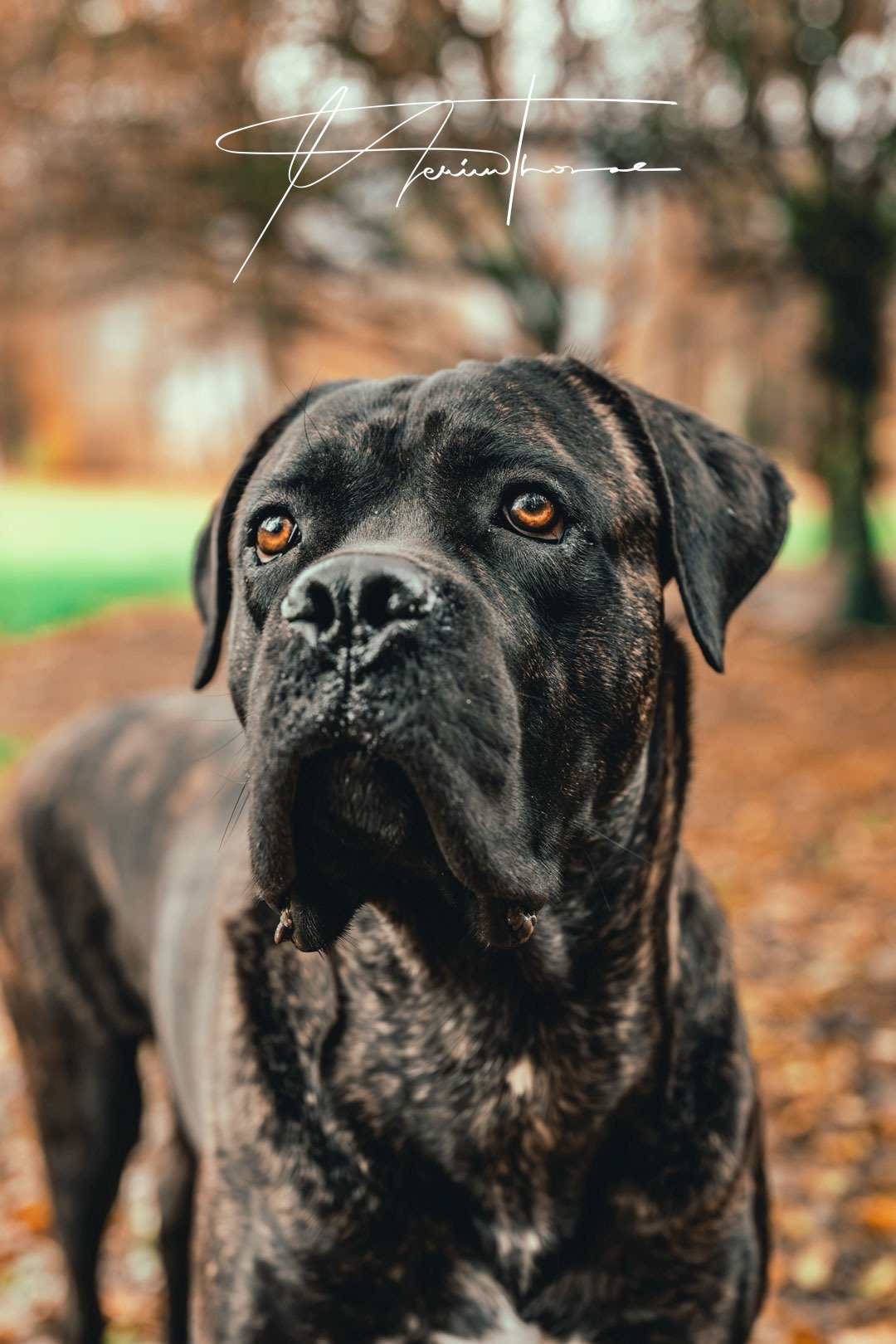 un cane corse et son maître marche en fôret