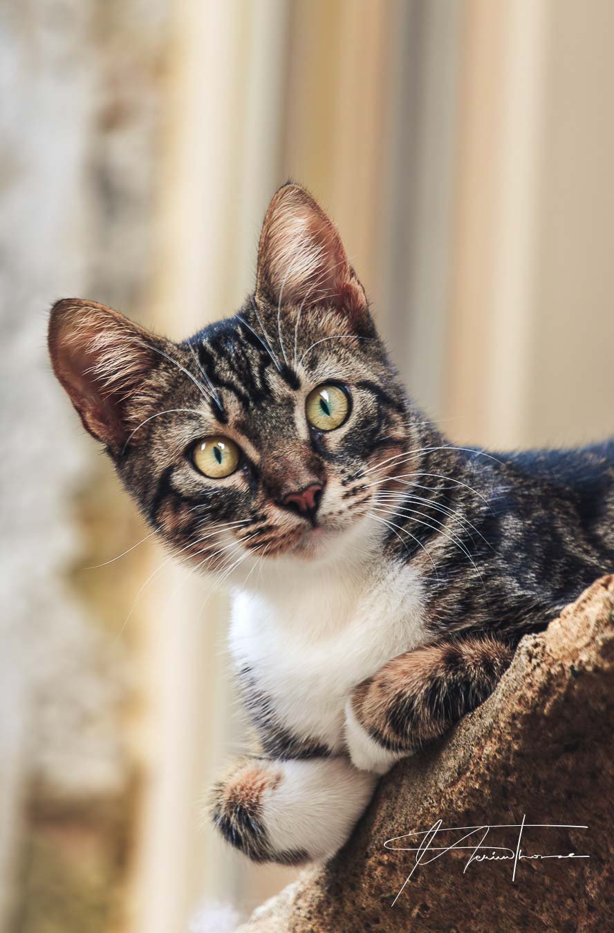 un chat observe depuis son balcon