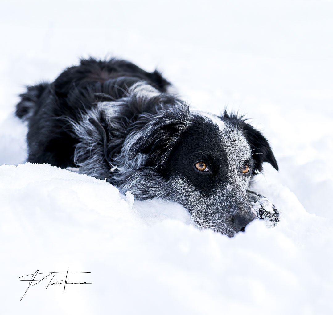 un chien allongé dans la neige