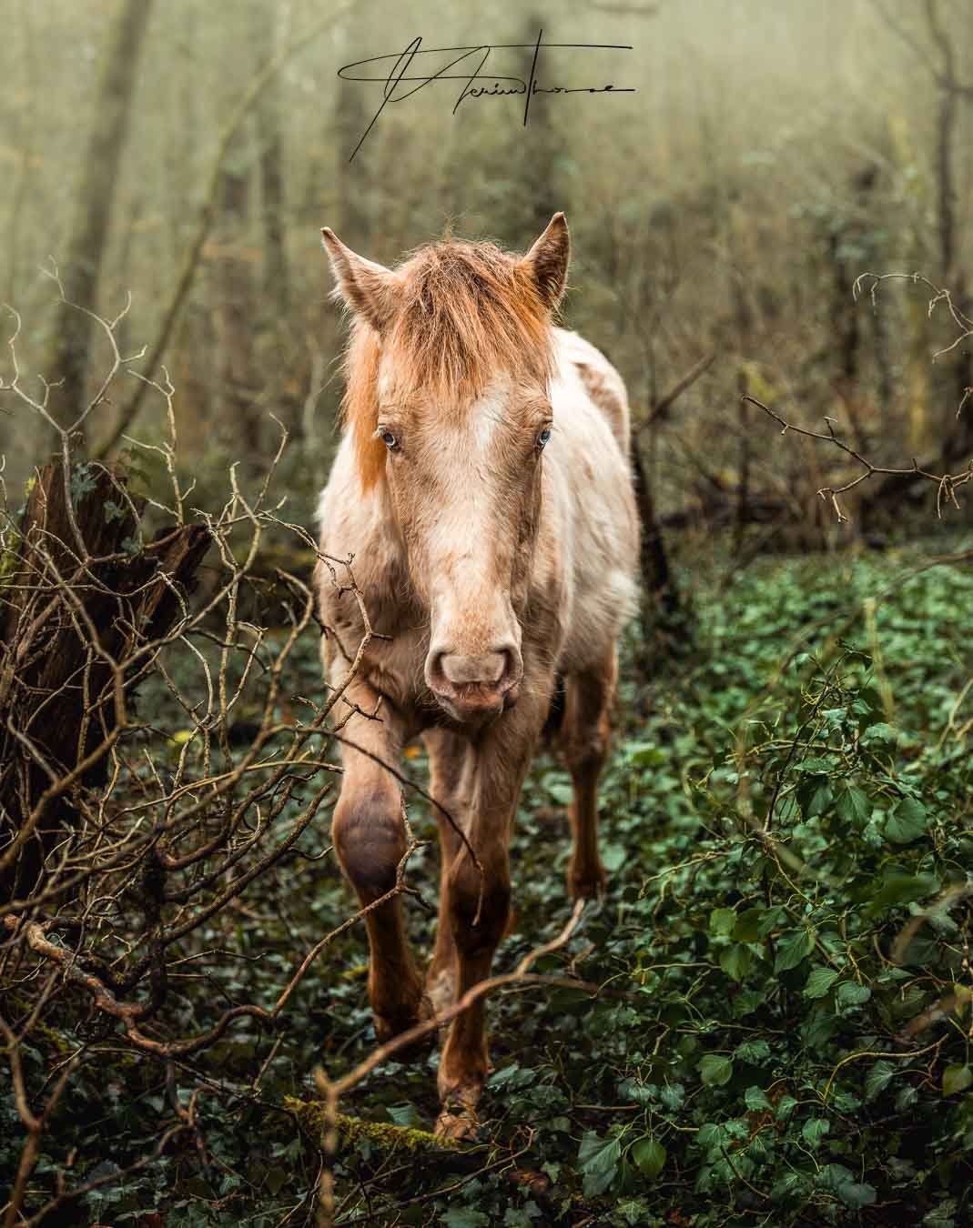 Un cheval se balade dans les bois