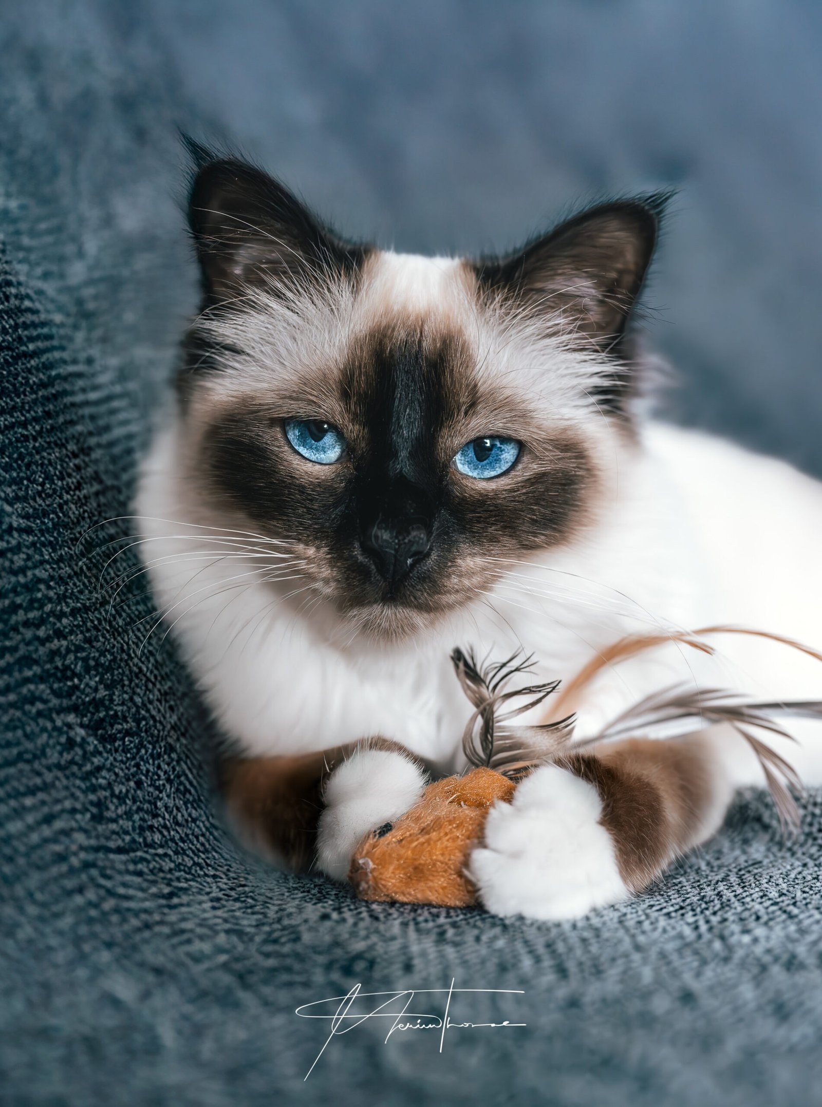 chat posant sur un canapé pour une photographie